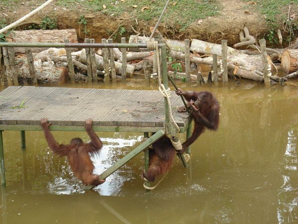 Bilder_Malaysia_Urlaub_Orang_Utan_Island_Penang Orang Utan Island