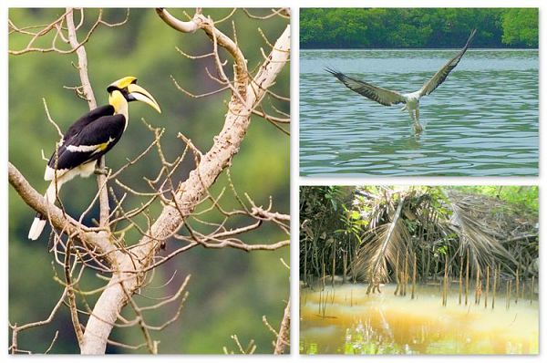 Langkawi Mangroven Tour