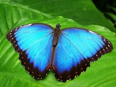 bilder_malaysia_urlaub_penang_schmetterling_butterfly_park Bild Schmetterling Butterfly Park