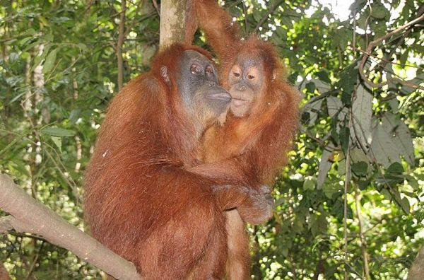 Borneo Orang Utan Menschenaffen