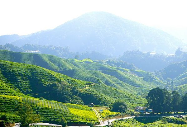 Cameron Highlands Malaysia reisen