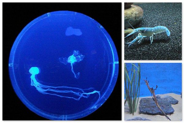 Langkawi Underwater World