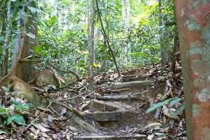 Regenwald Malaysia auf bequeme Art erleben im Kuala Lumpur FRIM