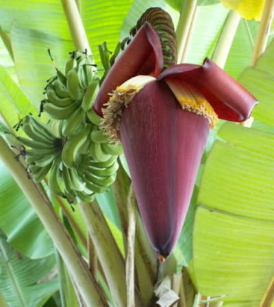 penang_malaysia_fruit_farm_bananenstaude Penang Malaysia Fruit Farm Bananenstaude