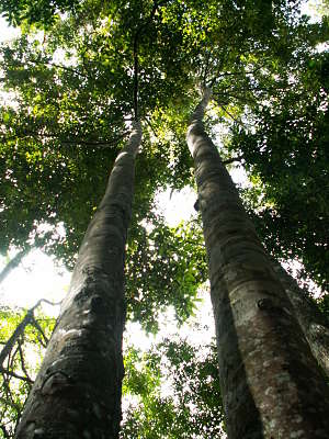 penang_malaysia_tropical_spice_garden_zimtbaum penangs malaysiatropical spice garden zimtbaum